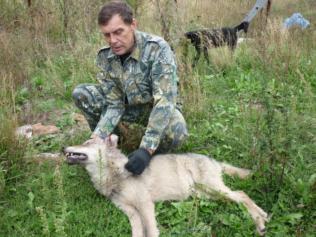 В Шумерлинском районе добыт волк